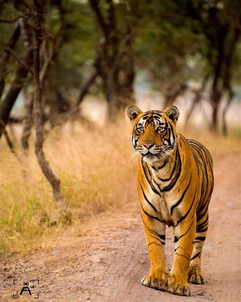 ranthambore in hindi